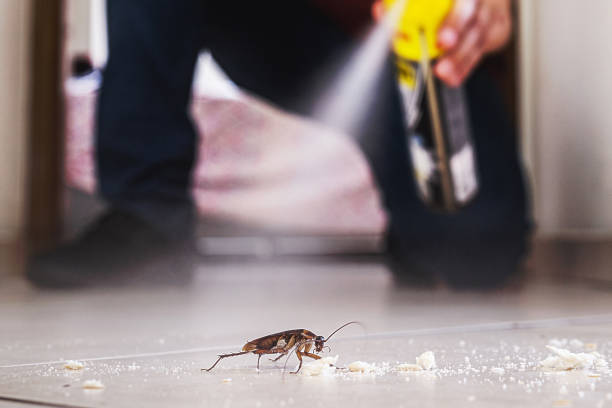 Best Termite Control Services  in Lyndhurst, VA